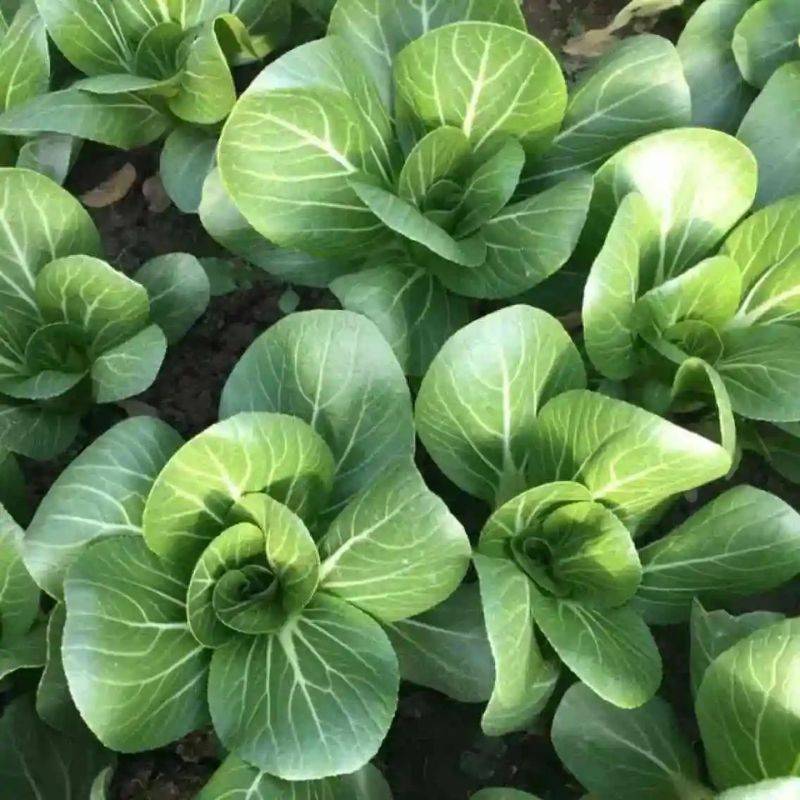 小青菜种植技术