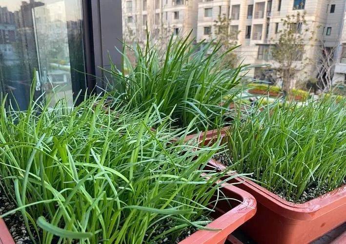 小青菜种植技术