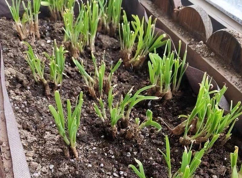 小青菜种植技术