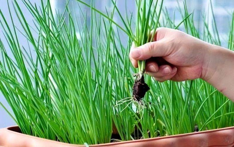 小青菜种植技术