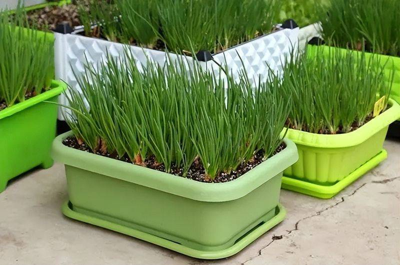 小青菜种植技术