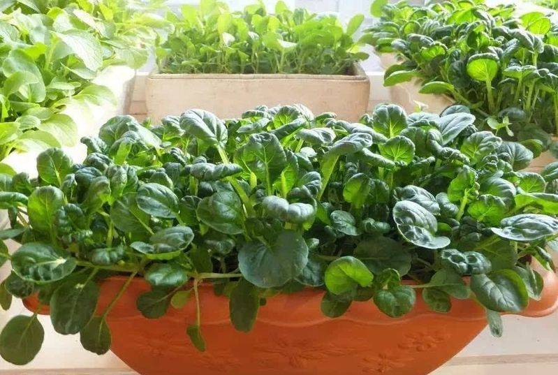 小青菜种植技术