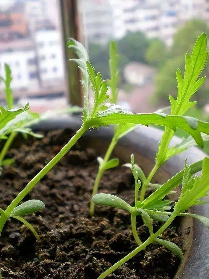 小青菜种植技术