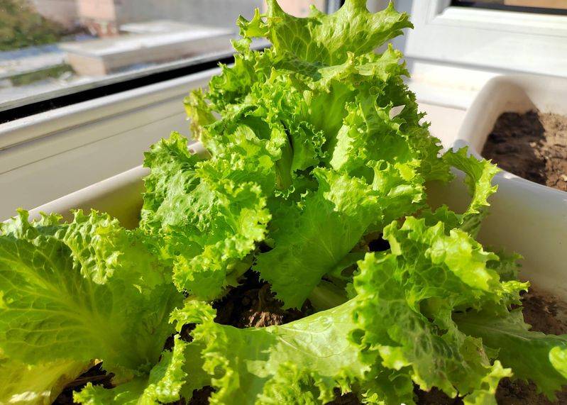 小青菜种植技术