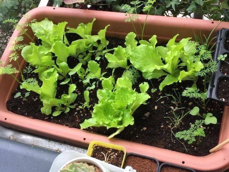 小青菜种植技术