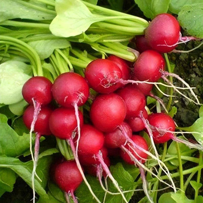 小青菜种植技术