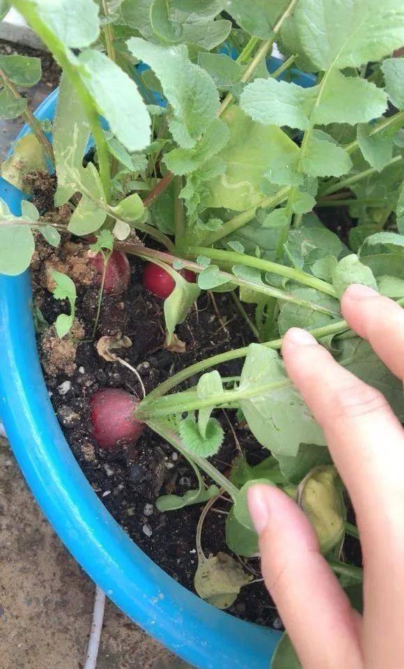 小青菜种植技术