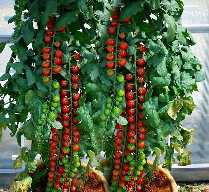 小青菜种植技术