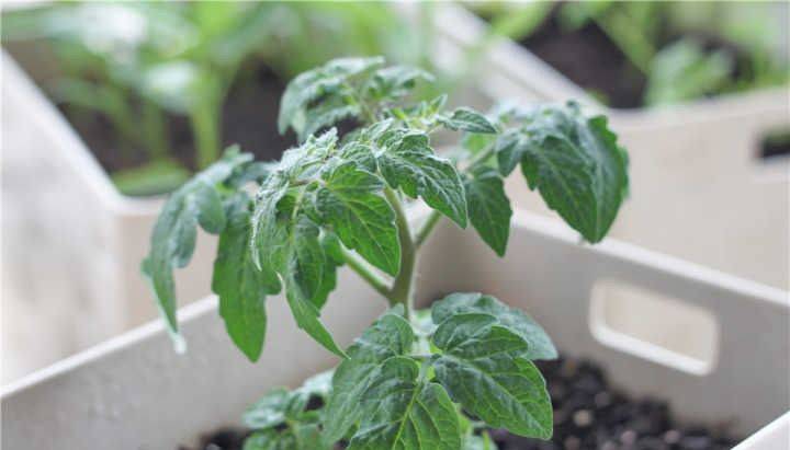 小青菜种植技术