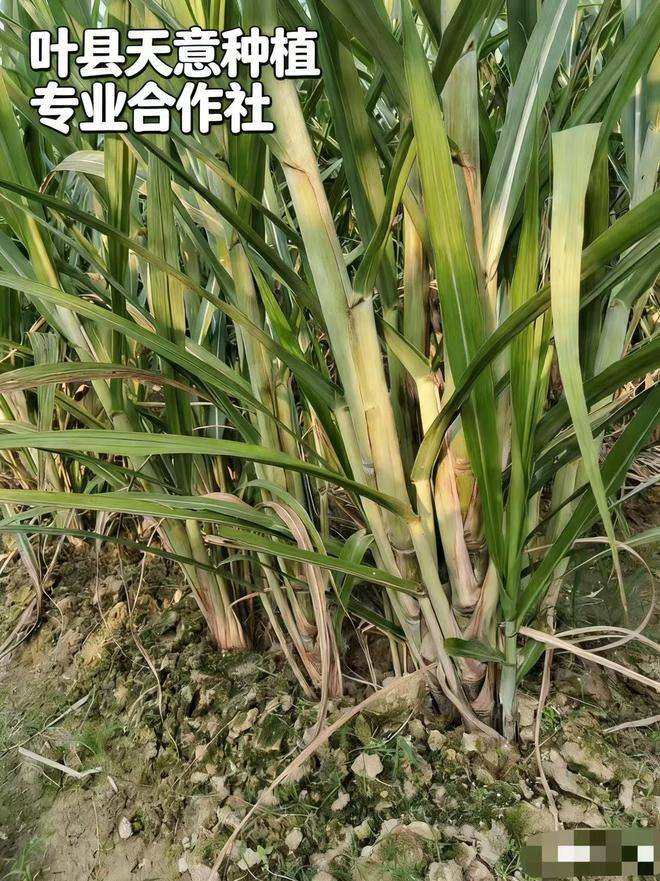 北方菠萝种植技术