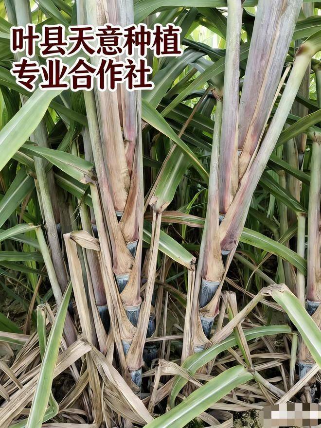 北方菠萝种植技术