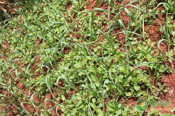 大棚蒜头种植技术