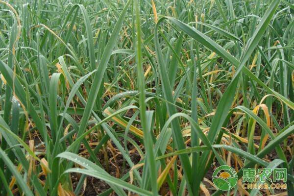 大棚蒜头种植技术