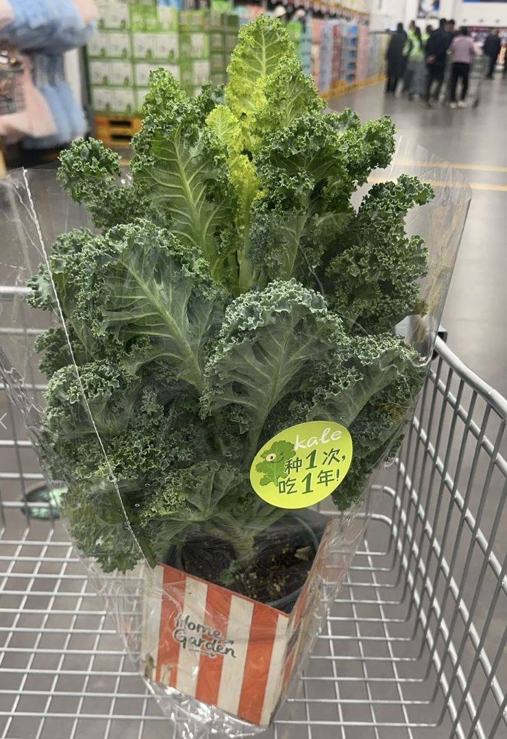 草莓盆栽种植方法视频