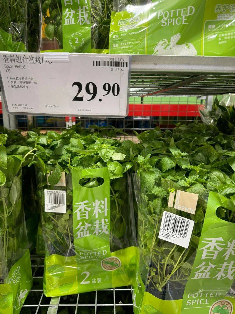 草莓盆栽种植方法视频