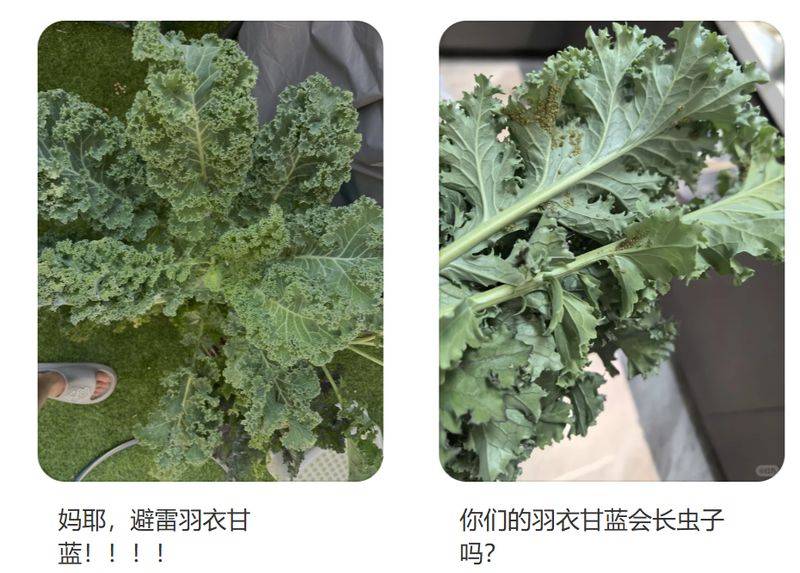 草莓盆栽种植方法视频