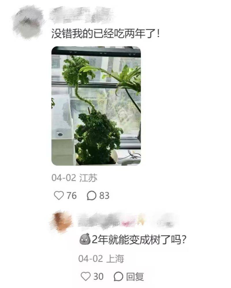 草莓盆栽种植方法视频