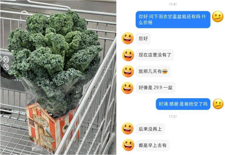 草莓盆栽种植方法视频