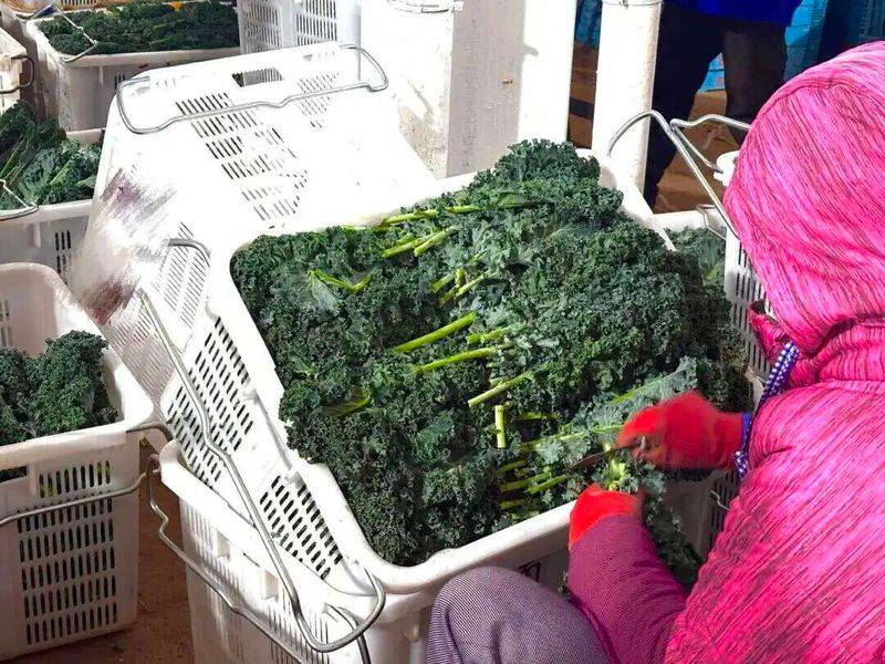 草莓盆栽种植方法视频