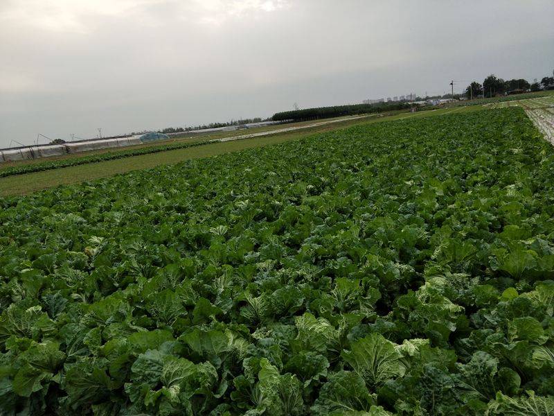 小青菜种植技术