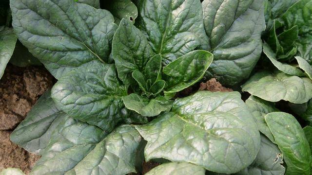 小青菜种植技术