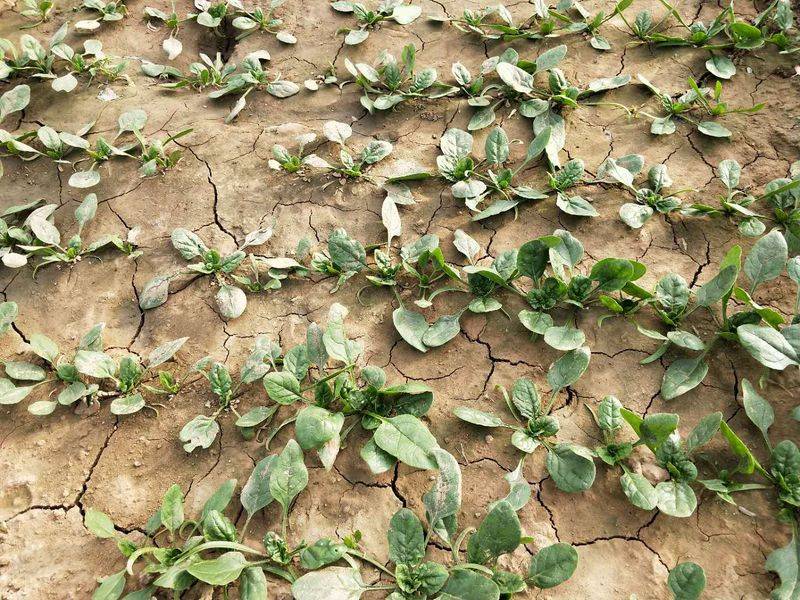 小青菜种植技术