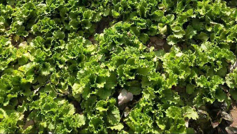 小青菜种植技术