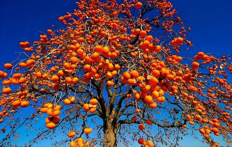 Tomato tree cultivation techniques