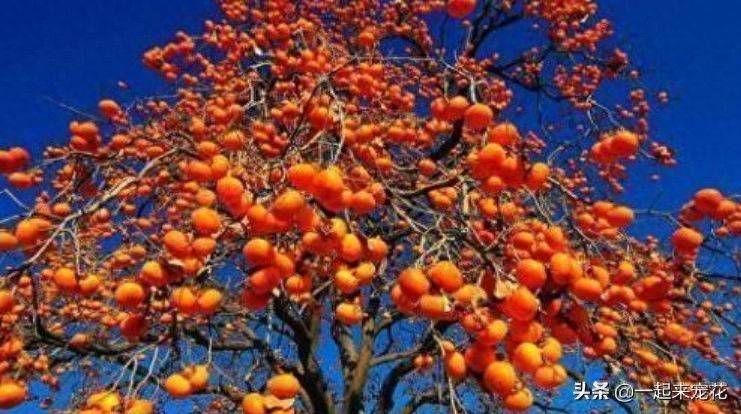 Tomato tree cultivation techniques