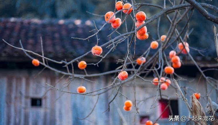 Tomato tree cultivation techniques