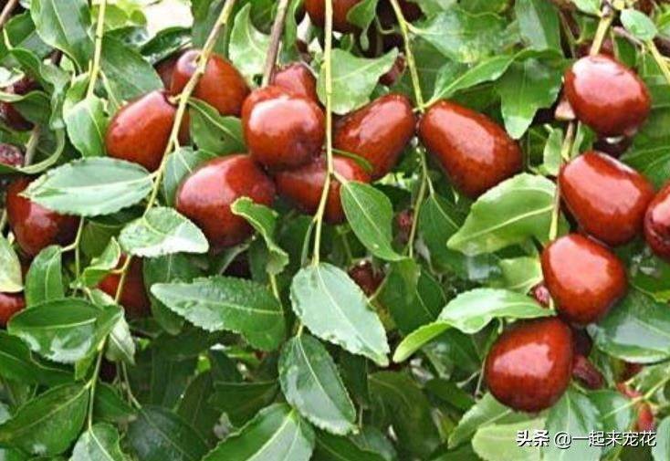 Tomato tree cultivation techniques