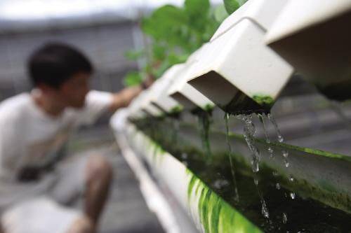 小青菜种植技术