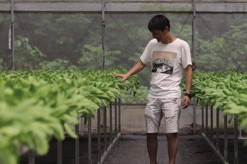 小青菜种植技术