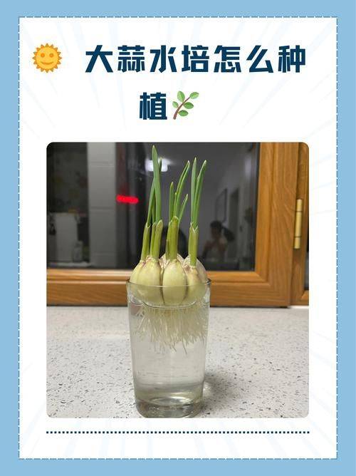 Garlic seeding techniques