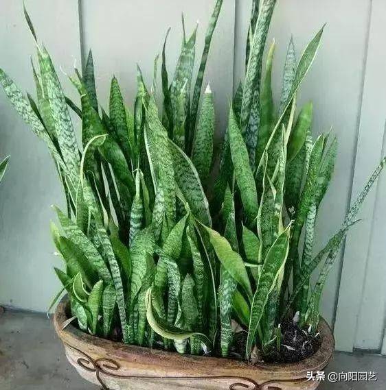 剑兰的种植方法