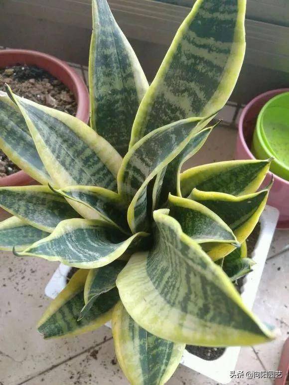 剑兰的种植方法