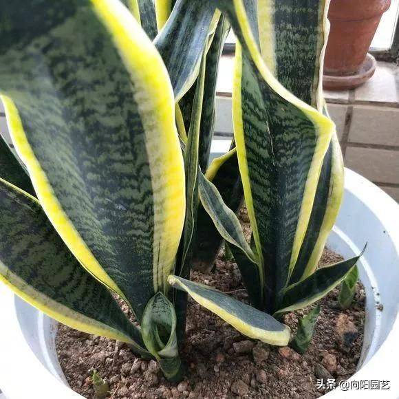 剑兰的种植方法