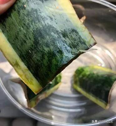 剑兰的种植方法