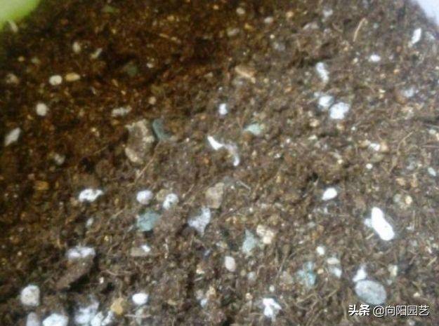 剑兰的种植方法