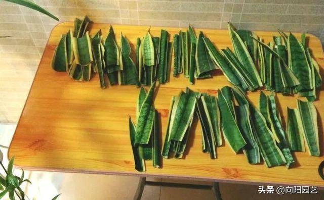 剑兰的种植方法