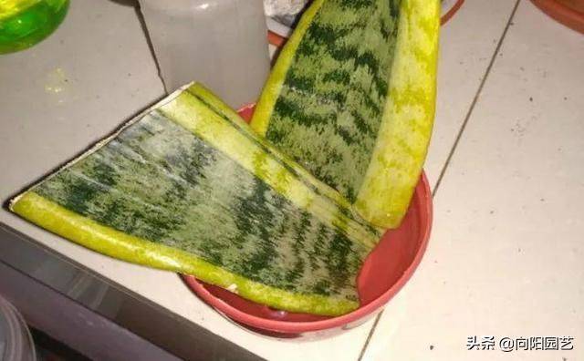 剑兰的种植方法