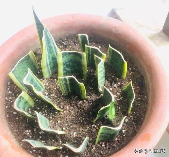 剑兰的种植方法