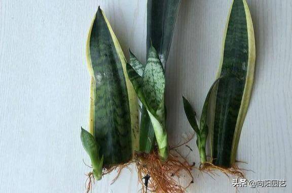 剑兰的种植方法