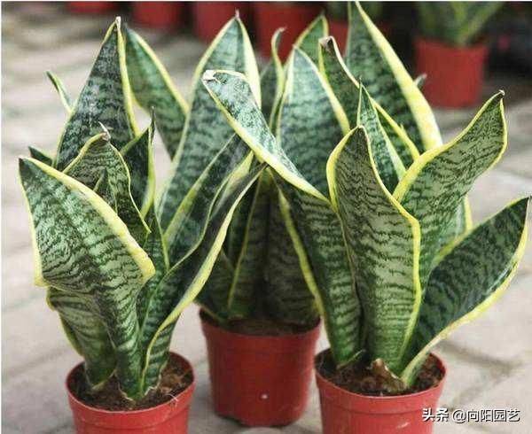 剑兰的种植方法