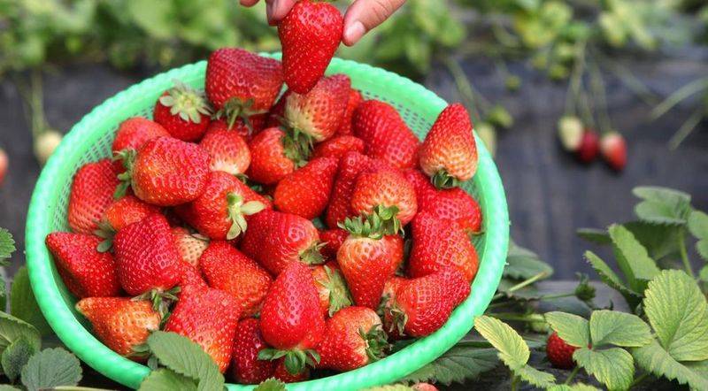 详细教你如何在家里种植草莓，掌握方法技巧