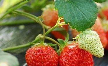 草莓盆栽种植方法视频