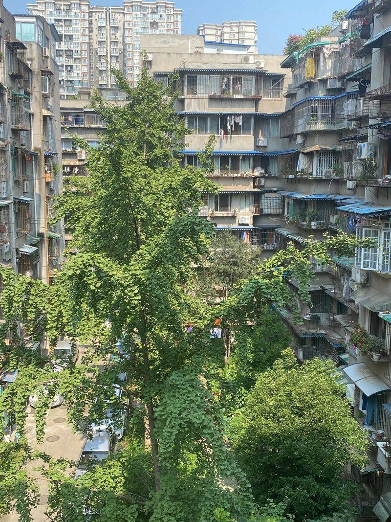 一大早推开窗户的一瞬间，点点清香扑鼻而来，哪来的花香呢？