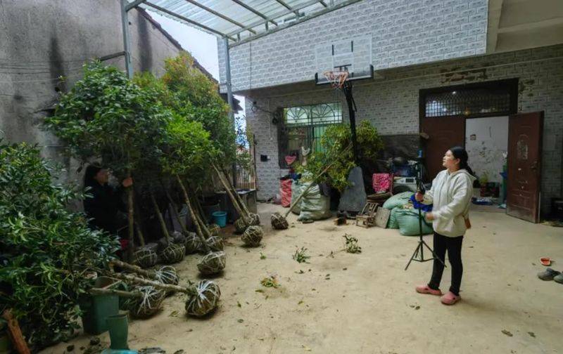 桂花苗多少钱一棵