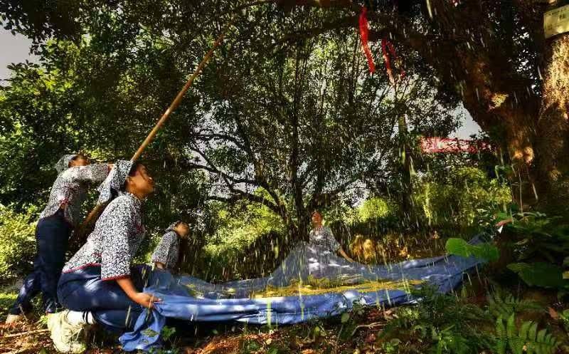 桂花苗多少钱一棵