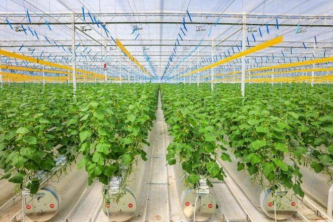 春季大棚种植技术